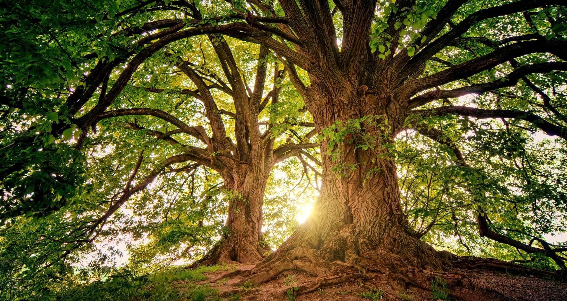 Battle for Trees