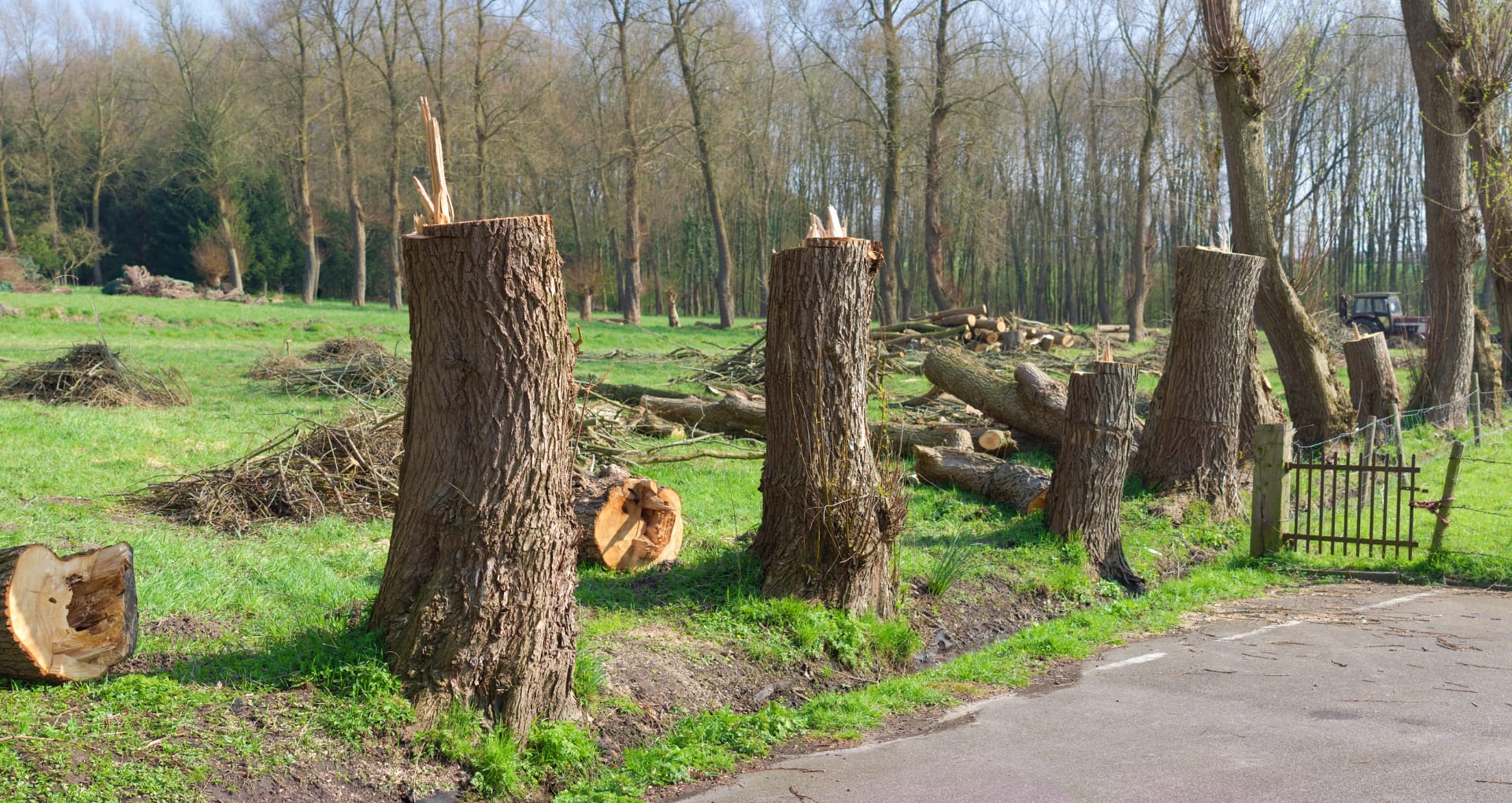 Battle for Trees