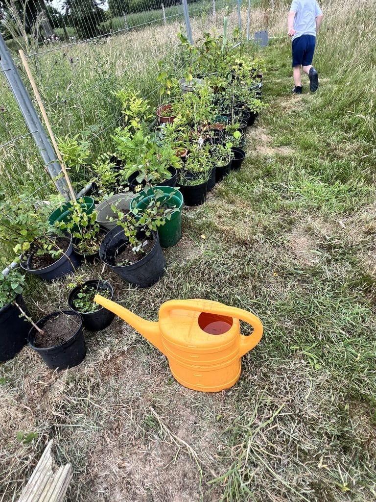 We've potted lots of trees for local planting too.